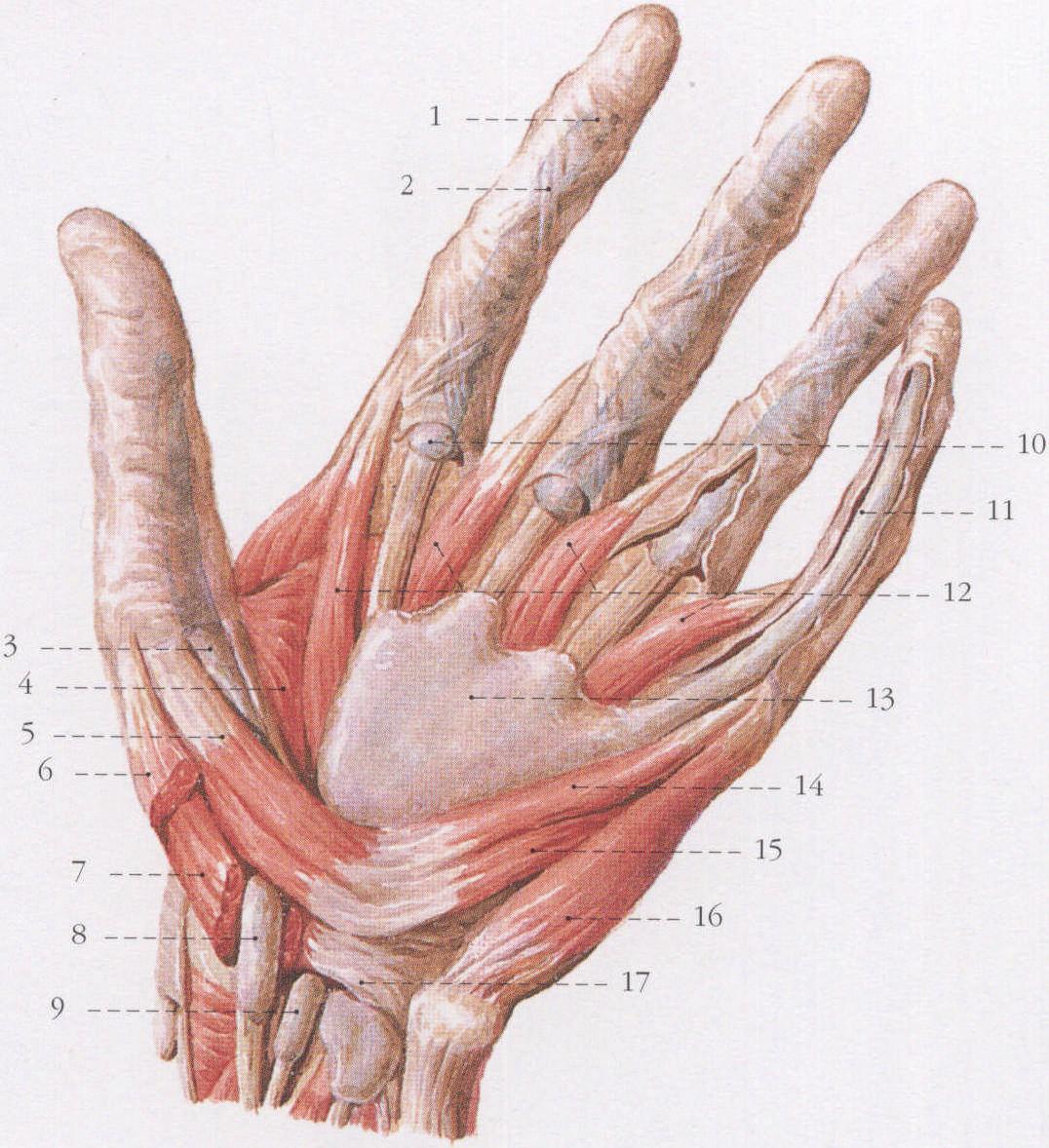 图5-9 手肌(浅层)-手外科解剖学图鉴-医学